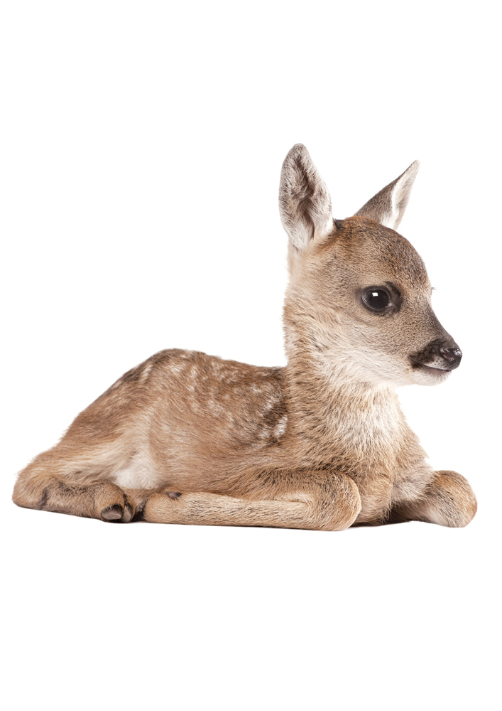 wallsticker_ff_deer_white Kuscheltier Rehkitz, sitzend, braunes Fell mit weißen Flecken, schwarze Augen, weiße Schnauze.