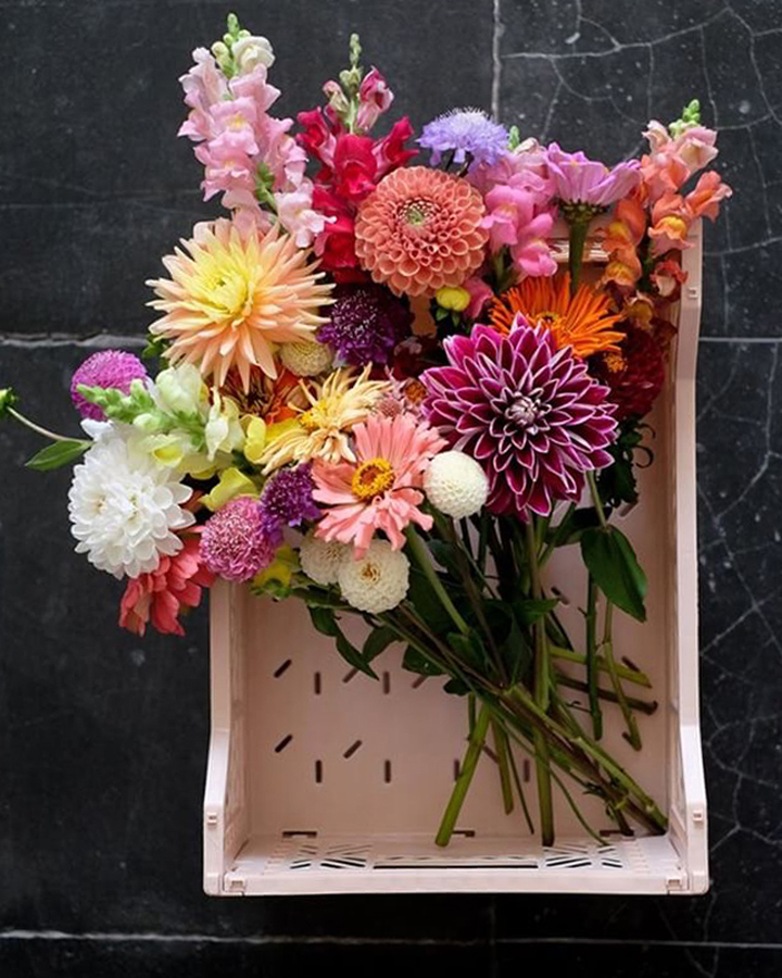 lillemor_lifestyle_productshot_020 Bunter Blumenstrauß mit verschiedenen Blütenarten; Dahlien, Gerbera, Löwenmäulchen; Farben: Rosa, Lila, Orange, Gelb, Weiß; Präsentiert in rosa Kunststoffkiste.