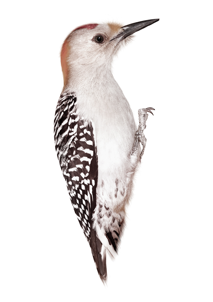 wallsticker_birds_woodpecker_white Specht, schwarz-weißes Gefieder, roter Schopf, seitliche Ansicht.