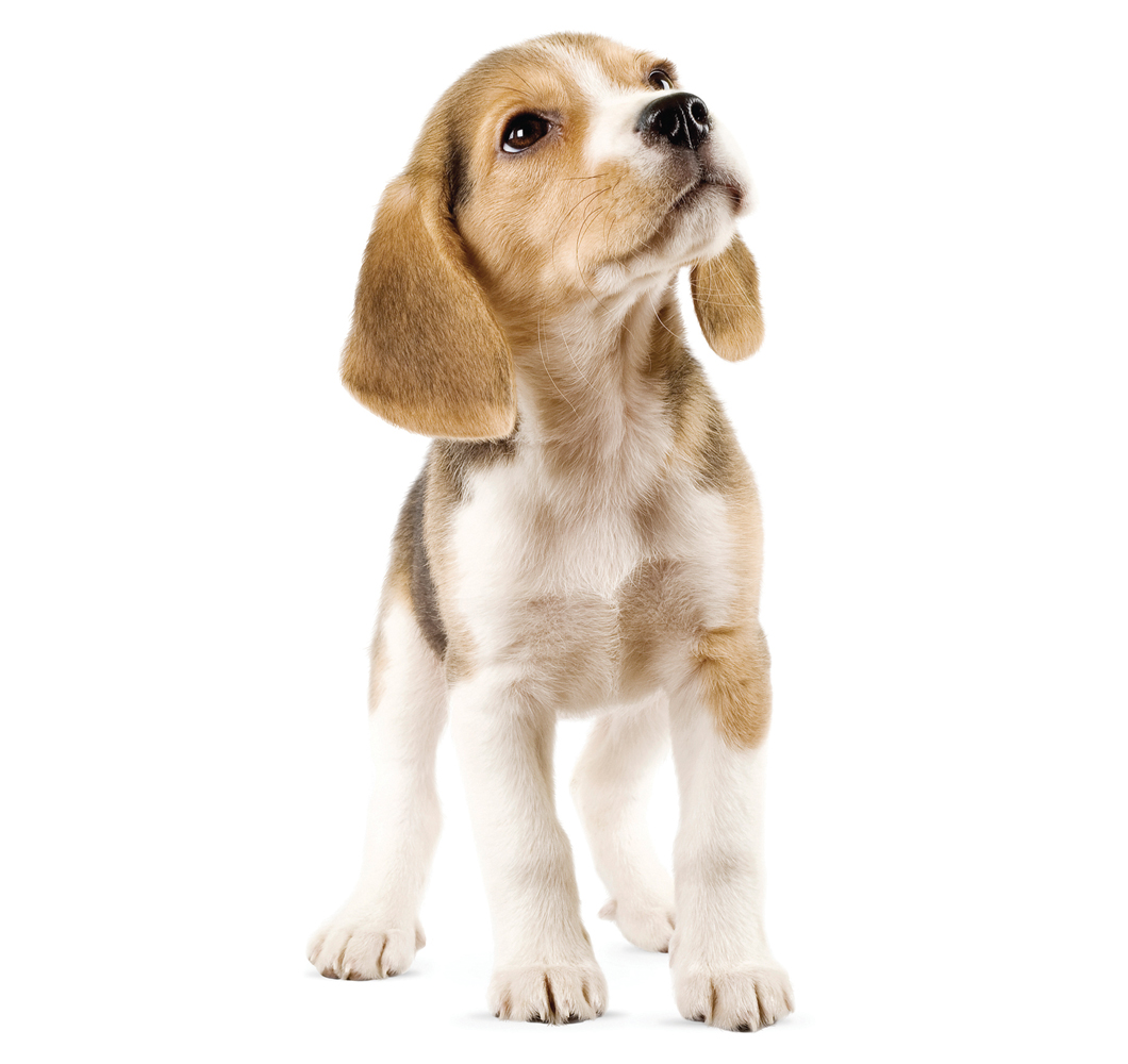 Aufkleber Hund Beagle