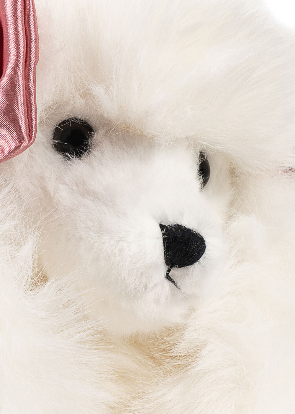 Spitz Puppy Welpe