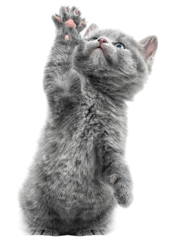 wallsticker_kittens_morris_white Graues Kätzchen, aufrecht stehend, blaue Augen, hebt eine Pfote.
