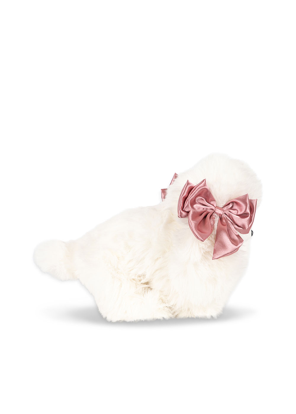 Spitz Puppy Welpe