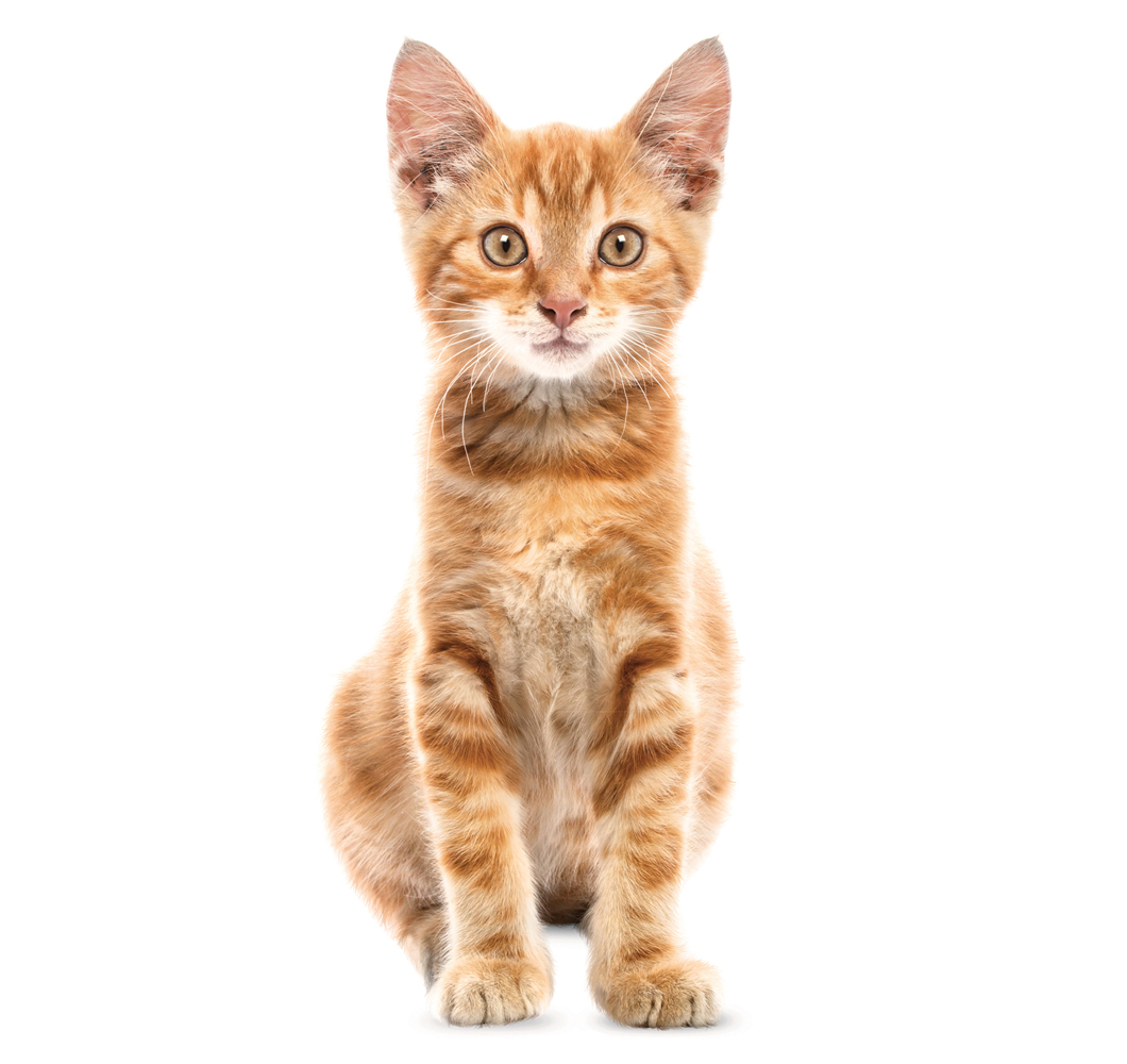 wallsticker_kittens_fritz_white Roter, getigerter Katzenwelpe, aufrechtes Sitzen, ausdrucksvolle Augen, weißer Hintergrund.