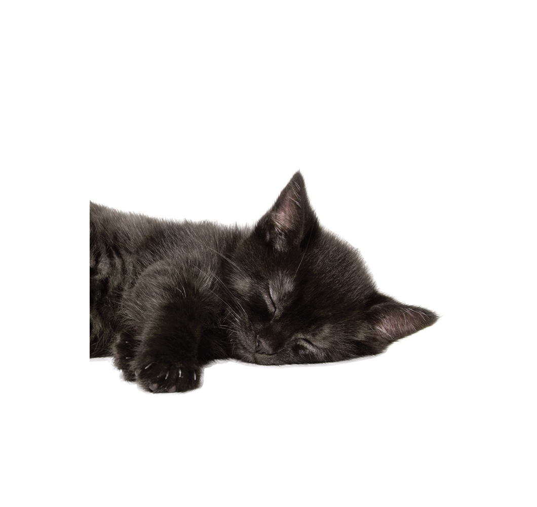 wallsticker_kittens_lucky_white Schwarzes Kätzchen, schlafend, liegend, Vordergrund weiß, geschlossene Augen, sichtbare Pfote.