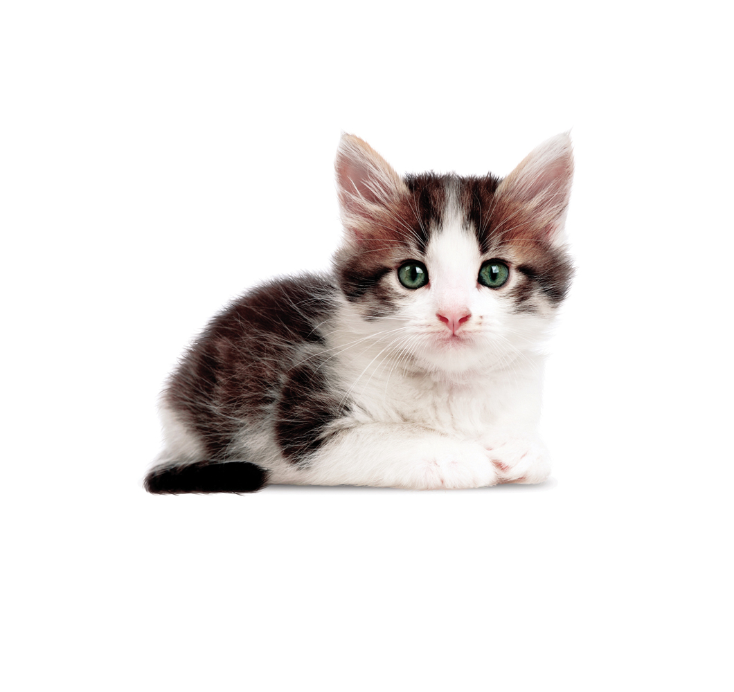 wallsticker_kittens_jill_white Kätzchen, schwarz-weiß, grüne Augen, sitzend auf weißem Hintergrund.