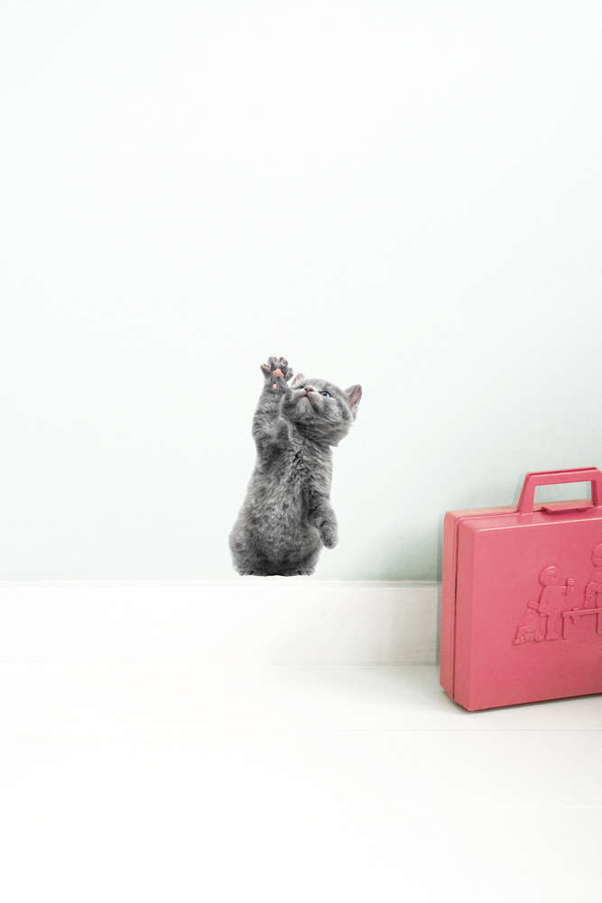 wallsticker_kittens_morris_int Graues Kätzchen stehend, hellgrauer Hintergrund, rosa Plastikkoffer mit geprägtem Muster rechts.